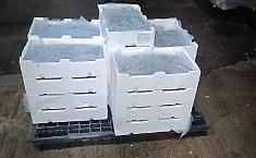 Trasporto illecito di pesce sottomisura, sequestrati 110 chili di novellame di sarda agli imbarcaderi di Messina