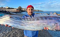 La creatura che si "difende" come un mollusco: perch&eacute; il ritrovamento del pesce liocorno a Milazzo &egrave; un evento eccezionale