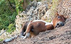 Carcassa di un cavallo abbandonata tra i boschi