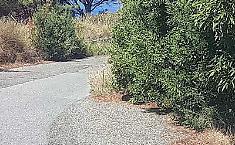 Strada Massa-Castanea, da un mese si chiede la bonifica