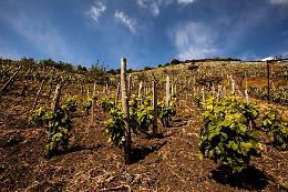 Vino, il Consorzio Etna Doc a lezione di competitività