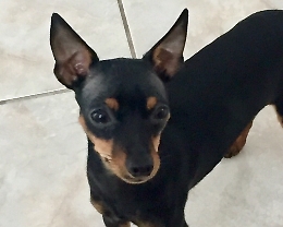 Coppia lascia il cane in balcone 
L'animale in fin di vita per il caldo