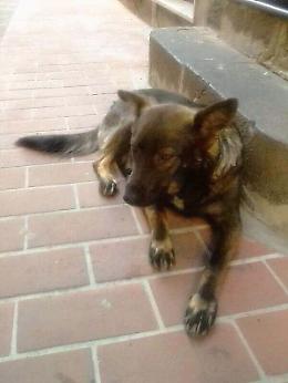 Adrano (Ct): appello al sindaco per la tutela dei cani randagi