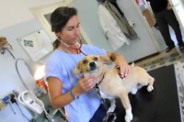 Pet "oversize", consigli utili per mantenere un peso sano