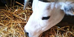 Aziende zootecniche del Palermitano nel mirino dei carabinieri