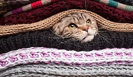 Arriva il freddo: ecco i consigli da seguire per proteggere gli animali