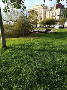 Catania, Piazza Martiri della Libertà: "Salvate quell'albero"
