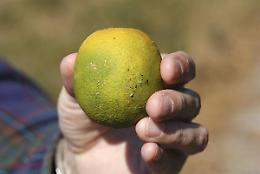 Non solo Tristeza, ecco Hlb: il nuovo "pericolo giallo" per gli agrumi di Sicilia