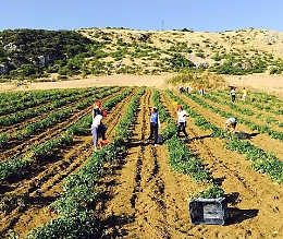 Caro gasolio, agricoltori in piazza