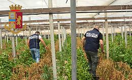 Vittoria, tra i peperoni scoperta un'altra mega serra piena di marijuana