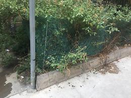 Catania, aiuole di via Sisto non curate: appello dei residenti