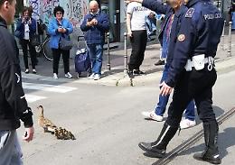 A Milano mamma anatra e anatroccoli "scortati" dalla polizia