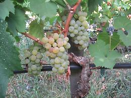 La Sicilia "mamma" della viticoltura in Italia