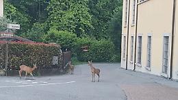 Coronavirus, nel bergamasco gli animali si ritagliano spazi in città