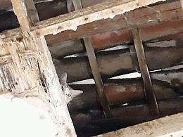 Gatti randagi, l'appello delle Aristogatte al neo sindaco di Catania: «Dateci una struttura»