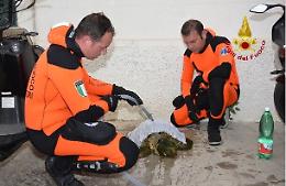 Palermo, vigili del fuoco salvano Caretta caretta