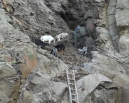 Caprette finiscono in scarpata a Vulcano: sette sono morte