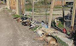 Cani avvelenati, Enpa pronto piano di sterilizzazione per randagi a Sciacca