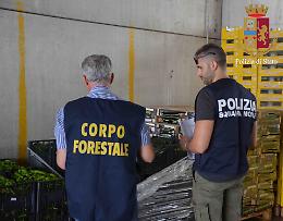 Ortaggi di dubbia provenienza al mercato di Vittoria: scatta sequestro