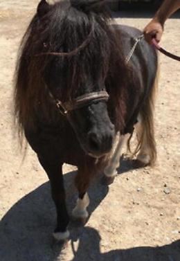 Palermo, pony abbandonato vagava in strada: salvato