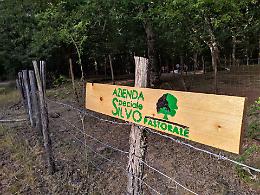 Troina, danni alla rete idrica e cavalli in fuga: nuove minacce da mafia dei pascoli