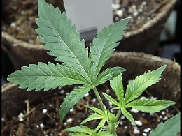 Cannabis &ldquo;light&rdquo; sotto accusa: l&rsquo;allert del Dipartimento Antidroga su un cannabinoide sintetico letale