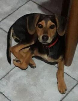 Acireale: appello per Mucio, cagnolino sparito domenica nelle zone sopra Zafferana Etnea.