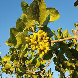 A Bronte manca la manodopera per la raccolta del pistacchio