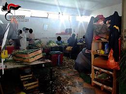 Misterbianco: il «caporale» teneva sei nigeriani chiusi in una stanzetta a mondare frutta e verdura