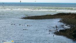 Catturano anatre con tanto di amo, denuncia di Mareamico