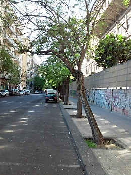 Alberi pericolanti e tombini sprofondati: quanti pericoli in via Filzi a Catania
