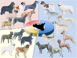 Mappatura genetica dei cani e banca dati del Dna: cos&igrave; la Sicilia pensa di combattere il randagismo