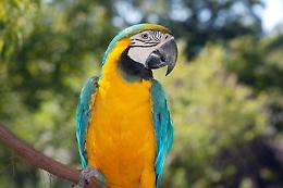 Un pappagallo di specie protetta salvato nella zona della Cala a Palermo