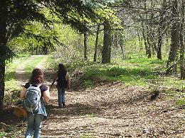 Sui Nebrodi dove vive ancora la Petagna, dinosauro dei vegetali