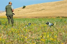 Caccia in Sicilia, accolto in parte il ricorso della Regione