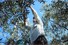 Nunziata di Mascali: cade mentre raccoglie olive, batte la testa e muore