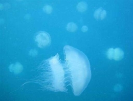 Ampliamento Canale di Suez: in arrivo la maxi medusa da 50 kg
