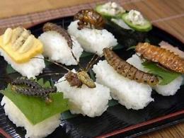 Tab&ugrave; da sfatare: insetti, alghe e meduse si porteranno a tavola