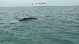 Una rara balena grigia di 6 metri alla foce del Tevere
