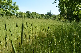 La segale "Irmana" figlia (ritrovata) dell'Etna cereale "povero" di pregio