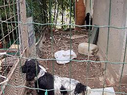 Lentini (Sr): salviamo i randagi! Risposta alla presidente dell’Enpa