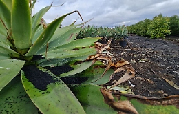 Cenere, Coldiretti: &laquo;Indispensabili norme e aiuti per la comunit&agrave; etnea&raquo;