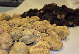 Tartufi siciliani introvabili, stagione nera