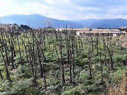 A Bronte l'ex discarica diventer&agrave; un bosco