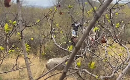 Il rinoceronte infuriato insegue gli ambientalisti (che si rifugiano su un albero)