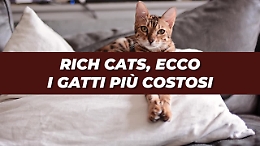 Festa del gatto, ecco le 5 razze feline pi&ugrave; costose del mondo