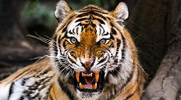 Tigre fugge dal circo e azzanna, uccidendolo, un pony