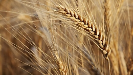 Grani antichi di Sicilia, 25 variet&agrave; studiate e certificate