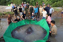 In Cambogia pescato il più grande pesce d'acqua dolce: lungo 4 metri, pesa 300 chili