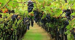 Canicatt&igrave;, ancora assalti criminali ai vigneti